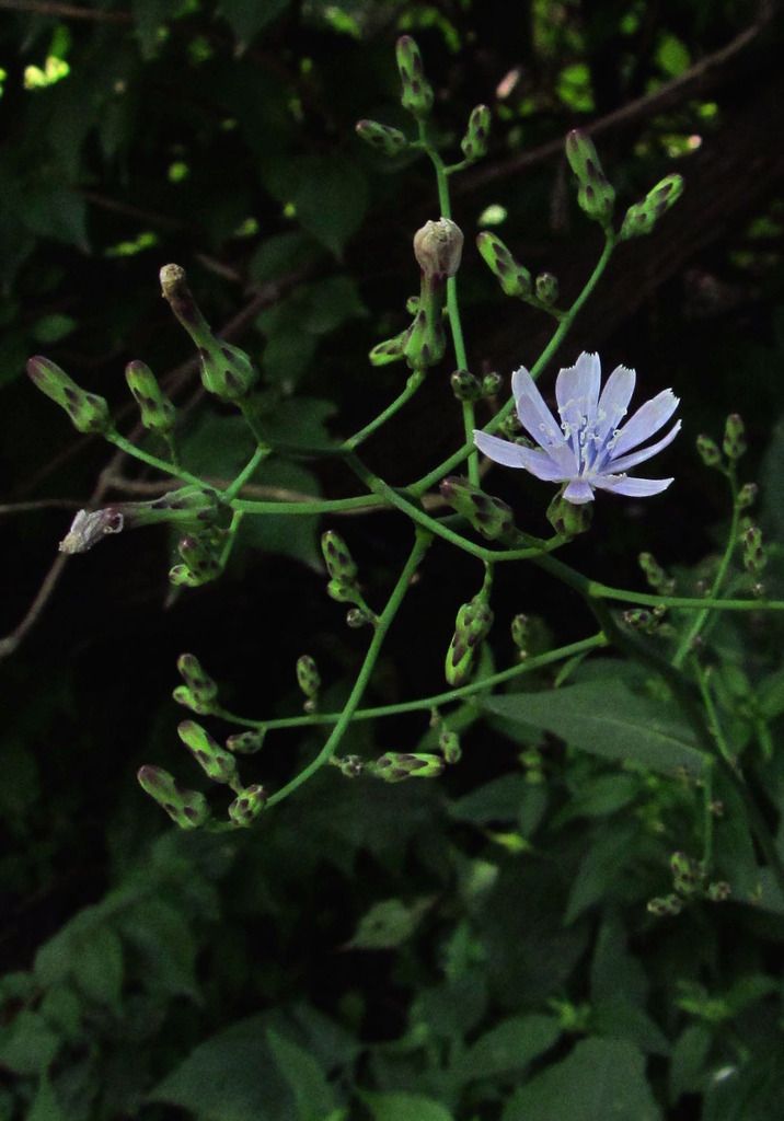 tall blue lettuce with buds photo wildbluelettucebuds_zpssv0rfsgv.jpg