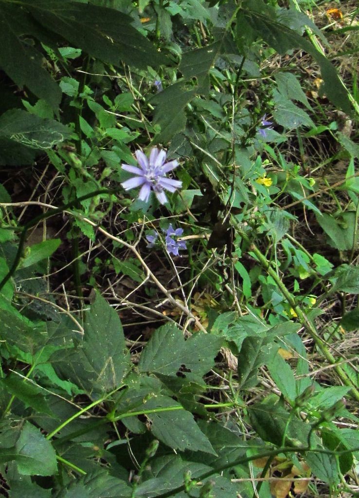 tall blue lettuce with jewelweed photo wildbluelettucejewelweed_zpshflldiot.jpg