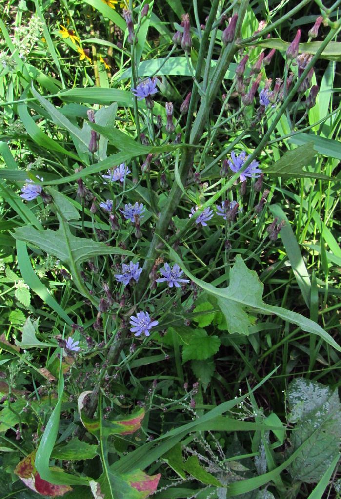 tall blue lettuce group photo wildbluelettucemanyflowers_zpsevokzgtp.jpg