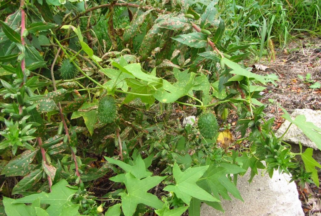 wild cucumber fruit photo wildcucumberfruit_zpsf2a7072b.jpg