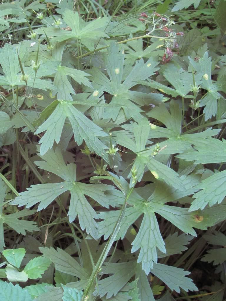 Wild geranium seed pods, Seed pods visible on a wild geranium plant in central Iowa, May 2012