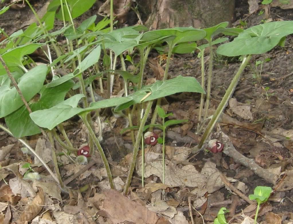 Wild ginger flowers, Wild ginger flowers in central Iowa, April 2012.