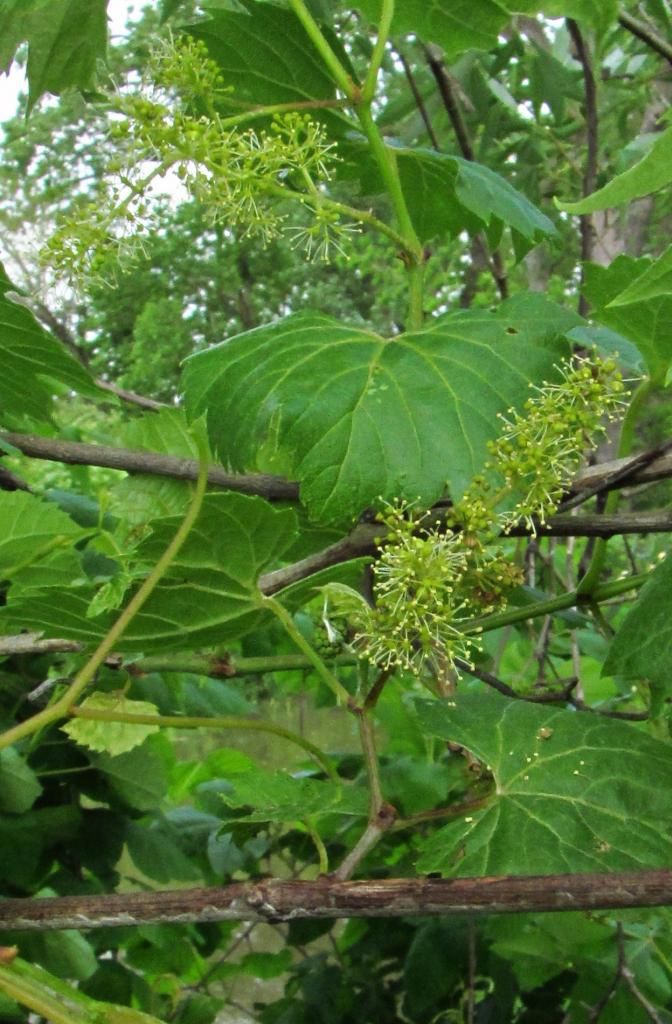 wild grapes 3 photo wildgrapes_startingtobloom_zps9b67a184.jpg