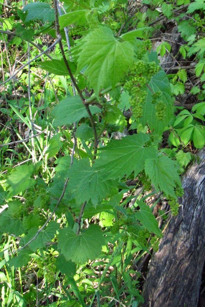 wild grapes 1 photo wildgrapesbudding_zpscc04f1ae.jpg