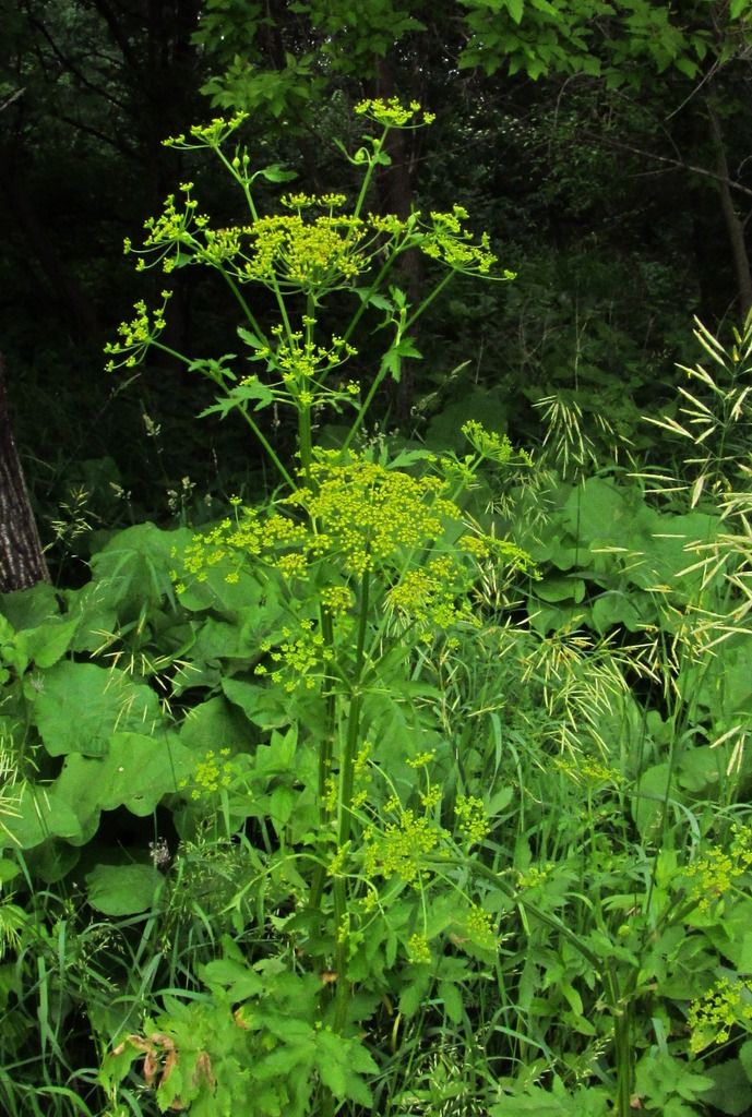 tall wild parsnip photo wildparsnip1_zps9mieinlz.jpg