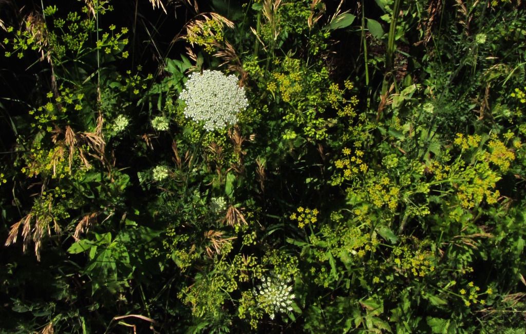 wild parsnip with Queen Anne's lace photo wildparsnipQueenAnneslace_zpsubjjiyyk.jpg