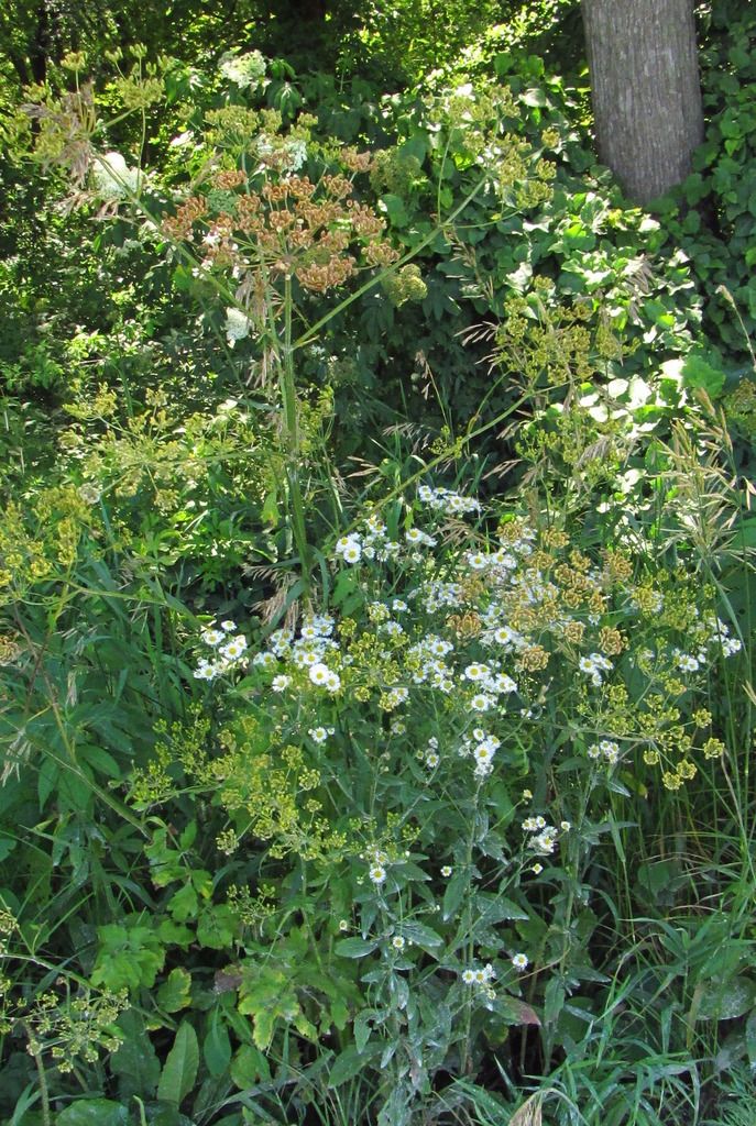 wild parsnip with aster photo wildparsnipaster2_zpsnjhbt2yf.jpg