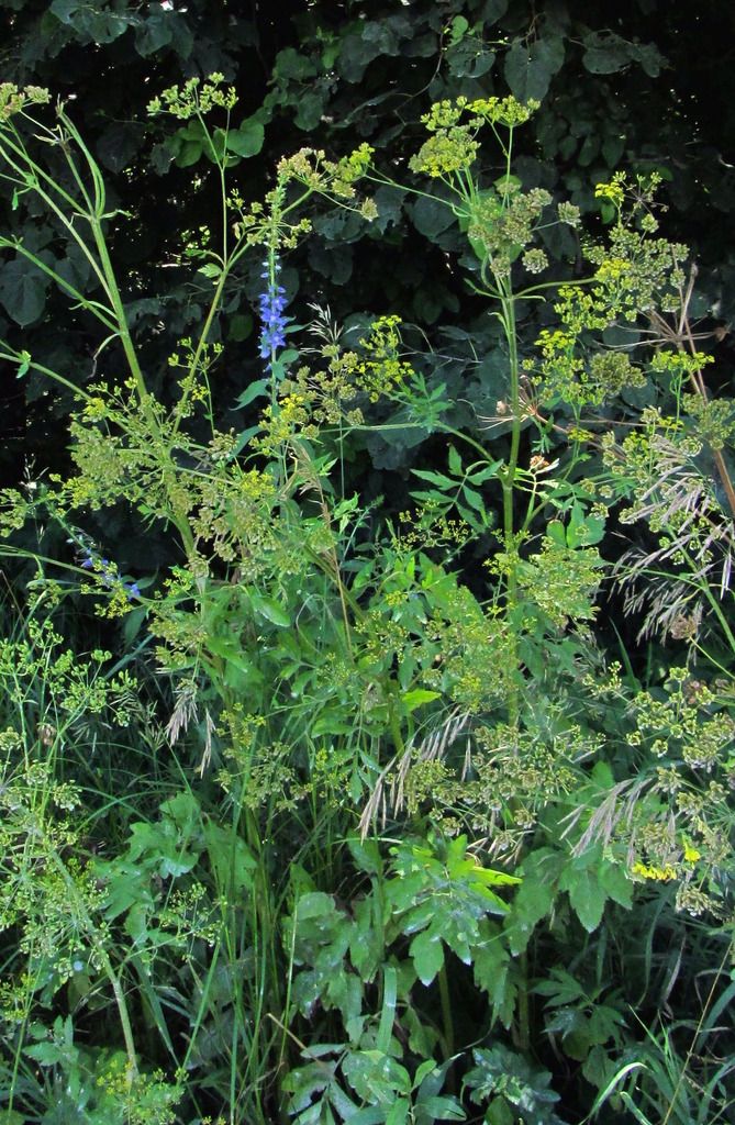 wild parsnip with American bellflower photo wildparsnipbellflower2_zpsshgjnq4g.jpg