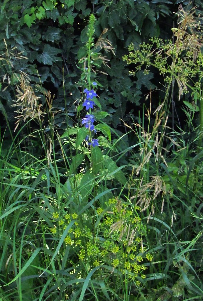 wild parsnip with American bellflower photo wildparsnipbellflower_zpslzi3jeqm.jpg