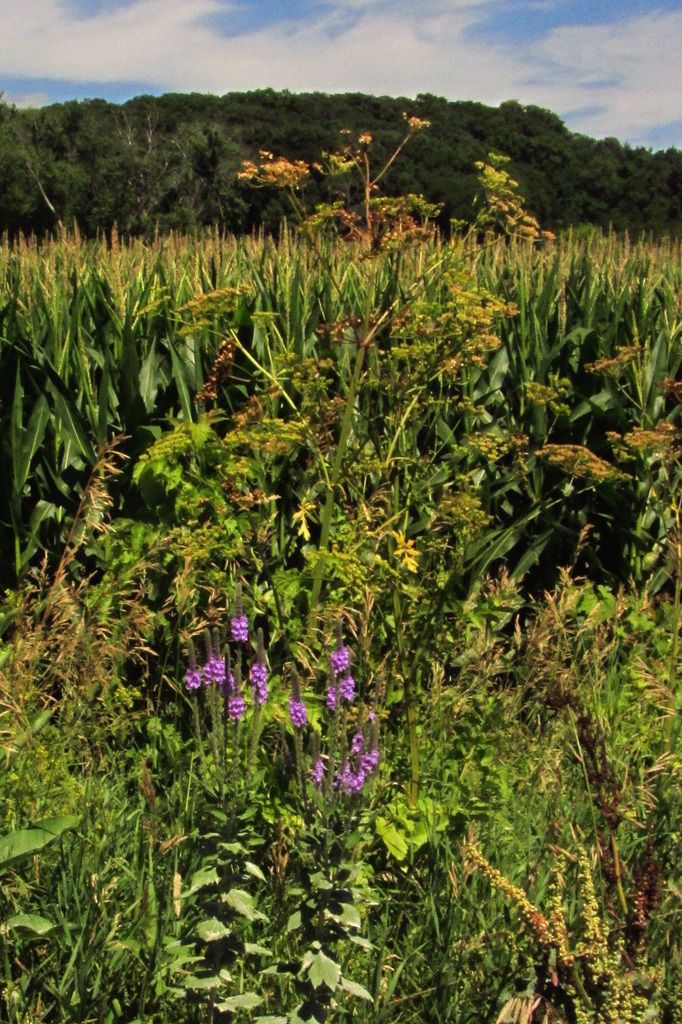 wild parsnip and blue vervain photo wildparsnipbluevervain2_zpsz81grkz2.jpg