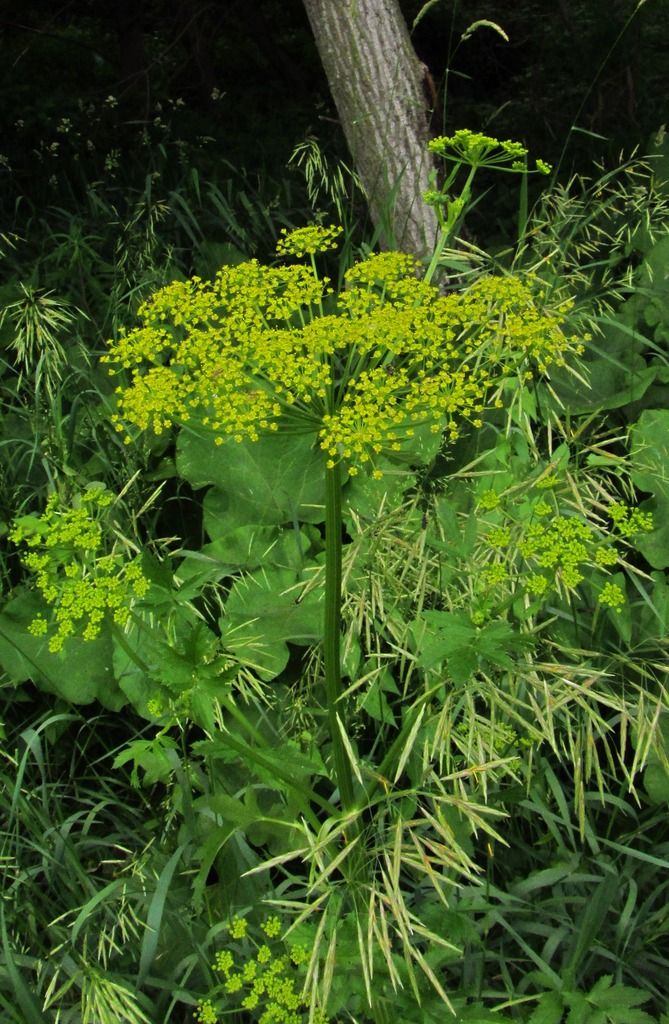 wild parsnip photo wildparsnipburdock2_zpsrzitgyoi.jpg