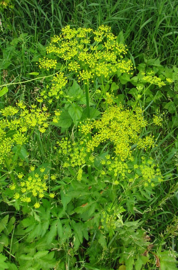 bushy wild parsnip photo wildparsnipclose_zpspwoutcz1.jpg