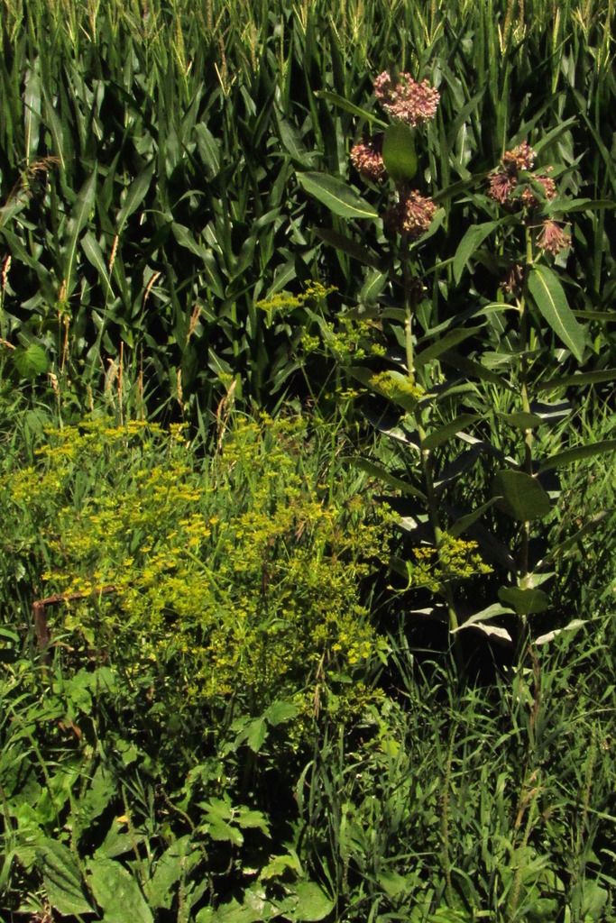 wild parsnip and common milkweed photo wildparsnipcommonmilkweed_zpsq3g9vcwc.jpg