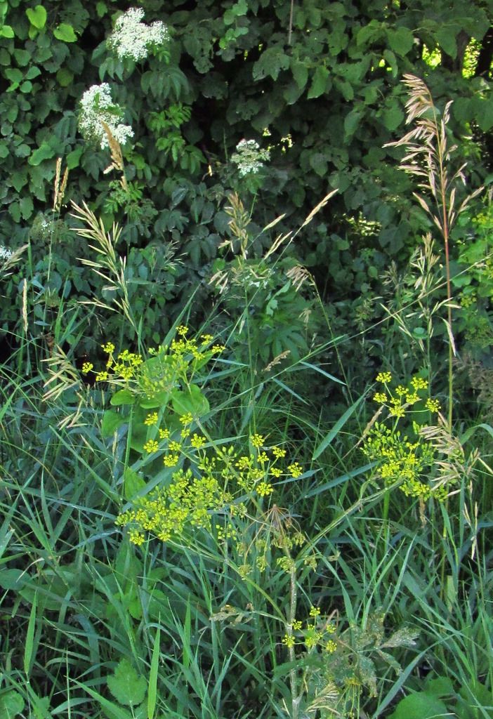 wild parsnip with elderflowers photo wildparsnipelderflowers_zpsovhfqni4.jpg