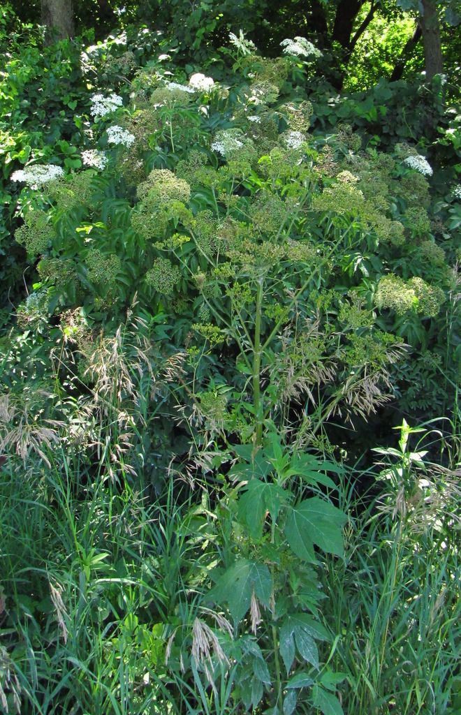 wild parsnip with elderflowers photo wildparsnipelderflowersragweed_zpsjcxupucb.jpg