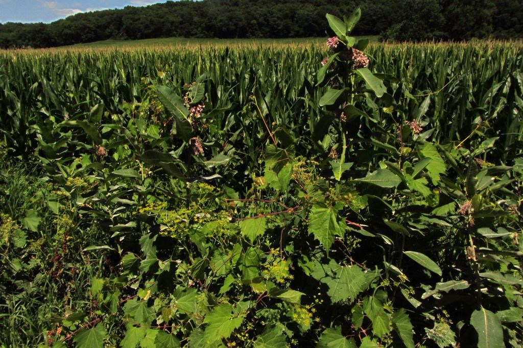 wild parsnip with grape vine and milkweed photo wildparsnipgrapesmilkweed_zpsxzumomrt.jpg