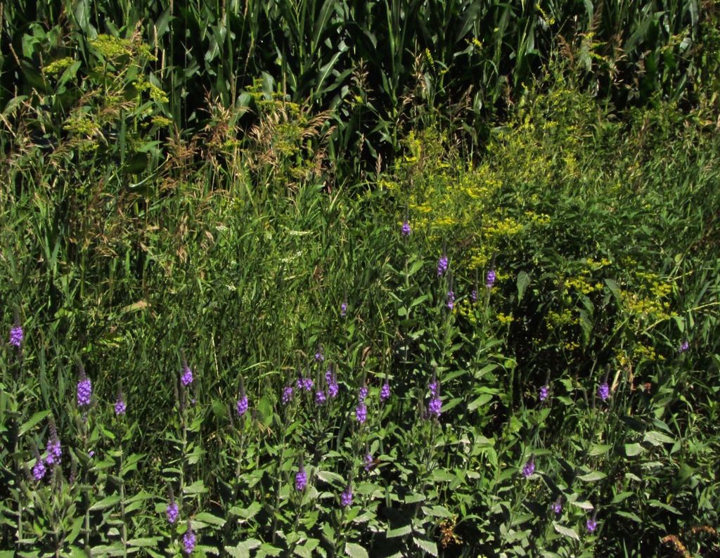 wild parsnip and hoary vervain photo wildparsniphoaryvervain2_zpsc9vcmwn1.jpg