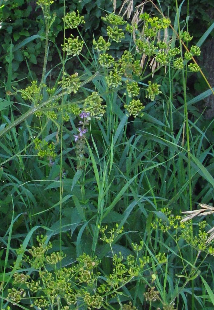 wild parsnip photo wildparsnipmysterypink2_zpswlcxlyn1.jpg