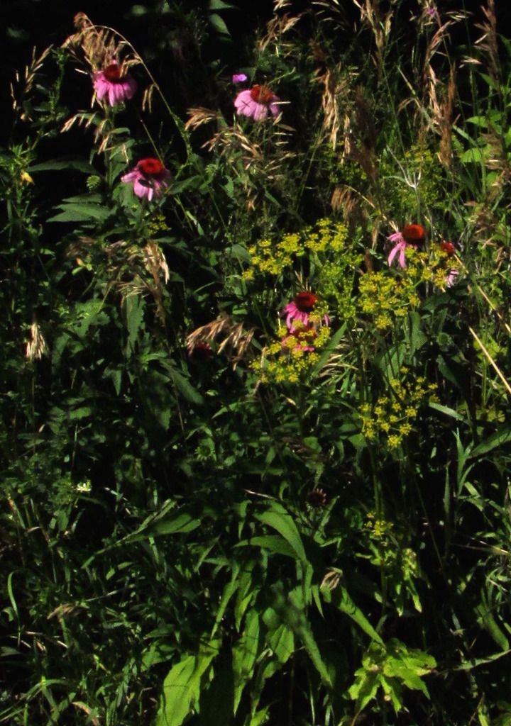 purple coneflower and wild parsnip photo wildparsnippurpleconeflower_zpsd0ojbtpf.jpg