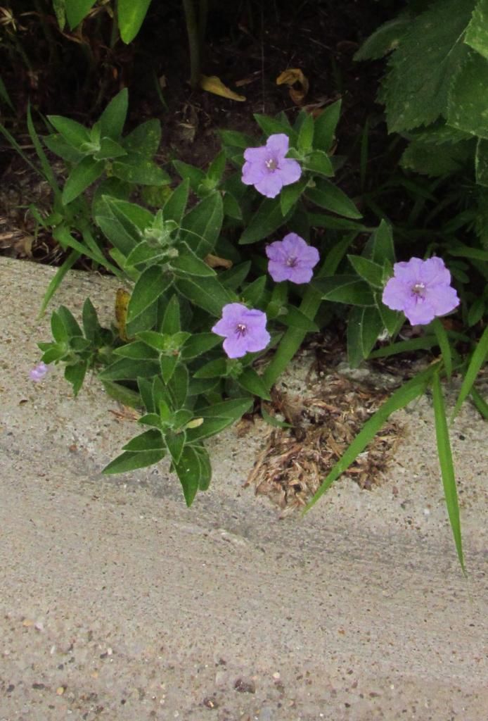 Wild petunia at Gray's Lake photo wildpetunia2_zps1e564f9b.jpg