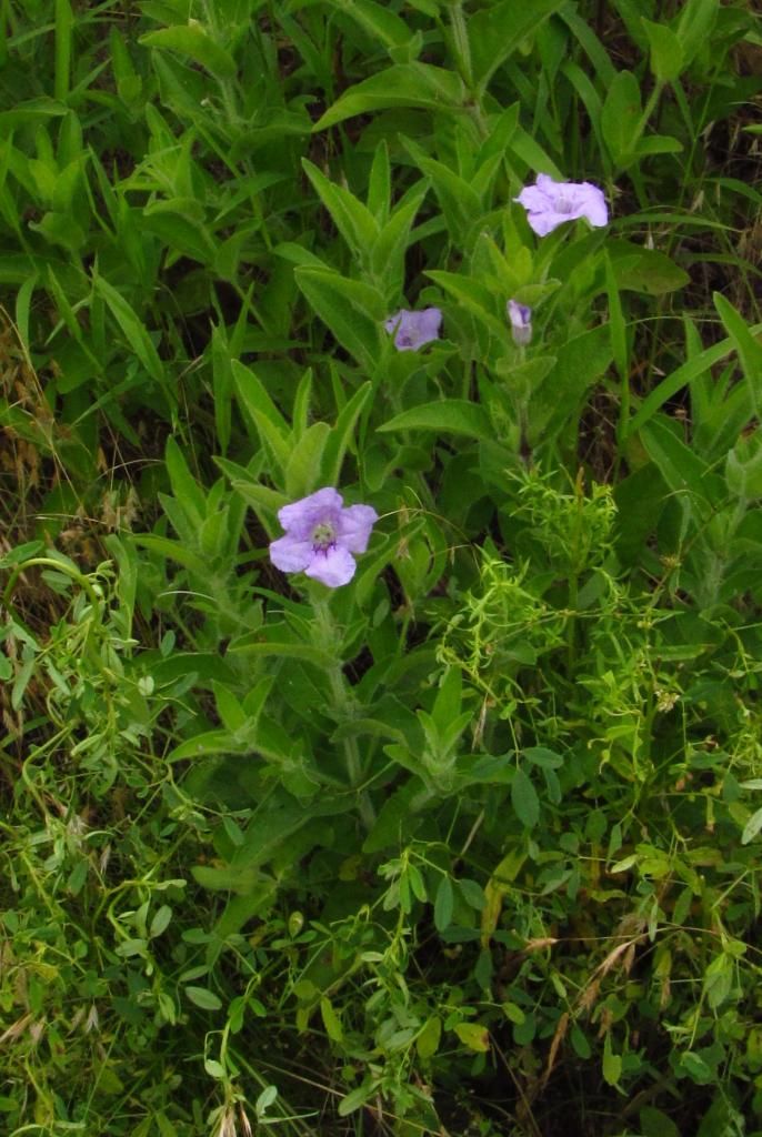 wild petunia blooming photo wildpetunia3_zps0457d856.jpg