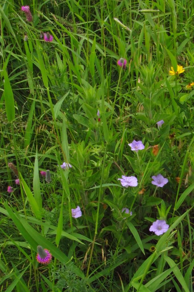 wild petunias with prairie flowers photo wildpetunia6_zps20e13d8b.jpg