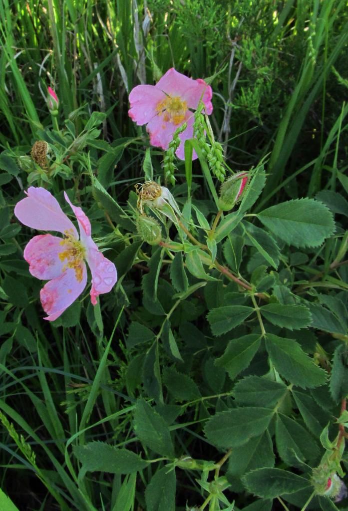 Wild rose blossoms photo wildrosewithbuds1_zpsfc841d8e.jpg