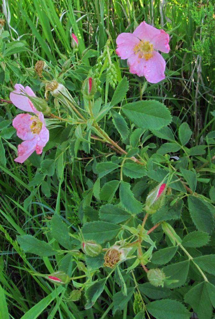 Wild rose blossoms 2 photo wildrosewithbuds4_zps1da13347.jpg