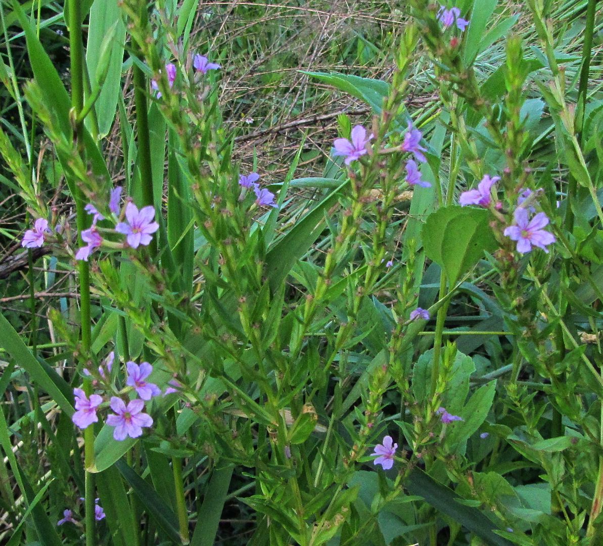  photo wingedloosestrife3_zpsjebbgxu6.jpg