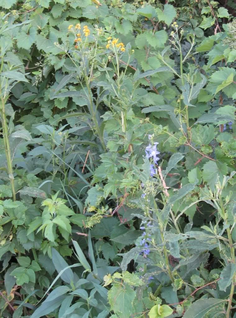 Wingstem with bellflowers, Wingstem budding and bellflowers blooming in central Iowa, July 2012