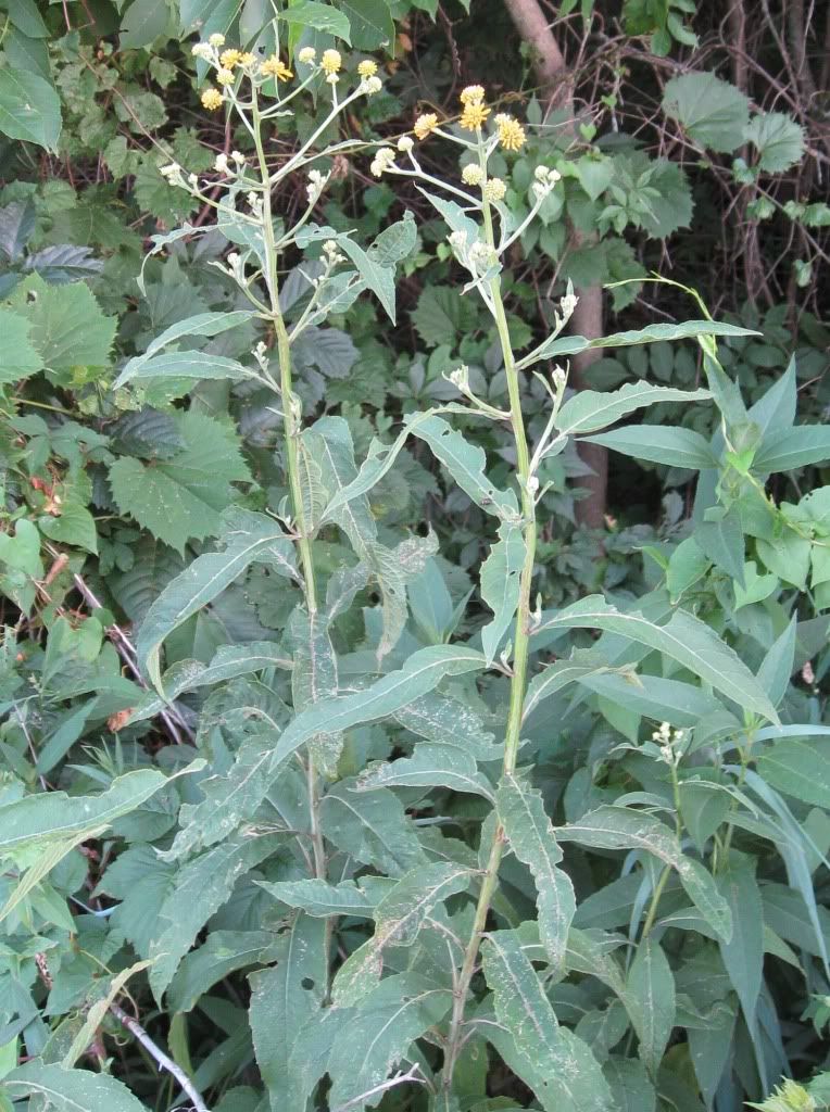 Wingstem budding, Wingstem budding in central Iowa, July 2012