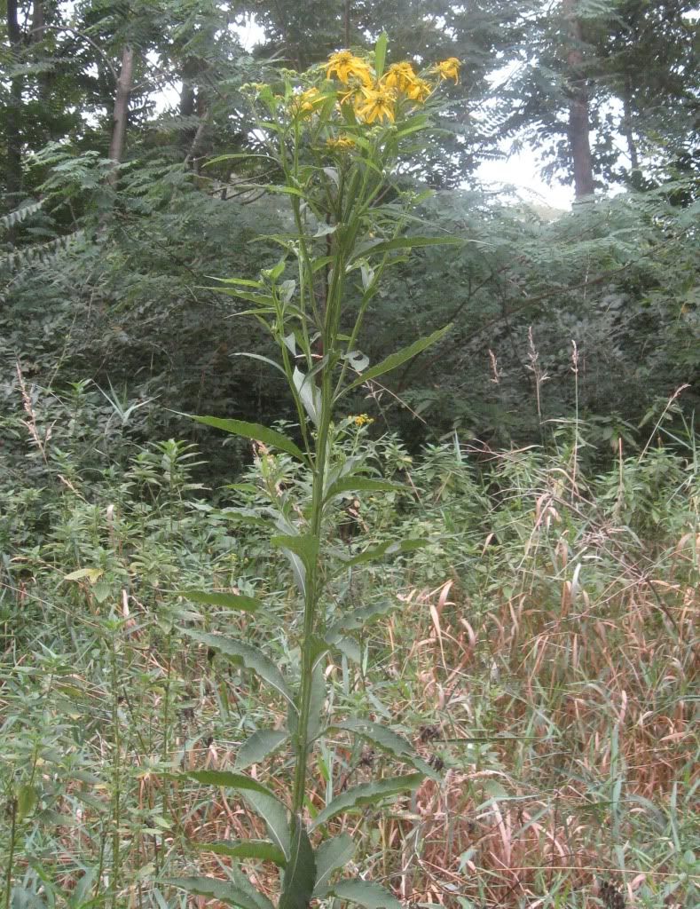Wingstem (yellow ironweed), Wingstem blooming in central Iowa, August 2012