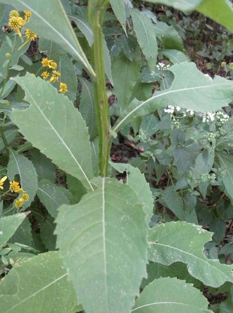 Wingstem (yellow ironweed), Wingstem blooming in central Iowa, August 2012