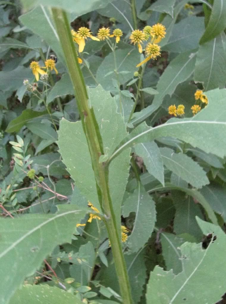 Wingstem (yellow ironweed), Wingstem blooming in central Iowa, August 2012