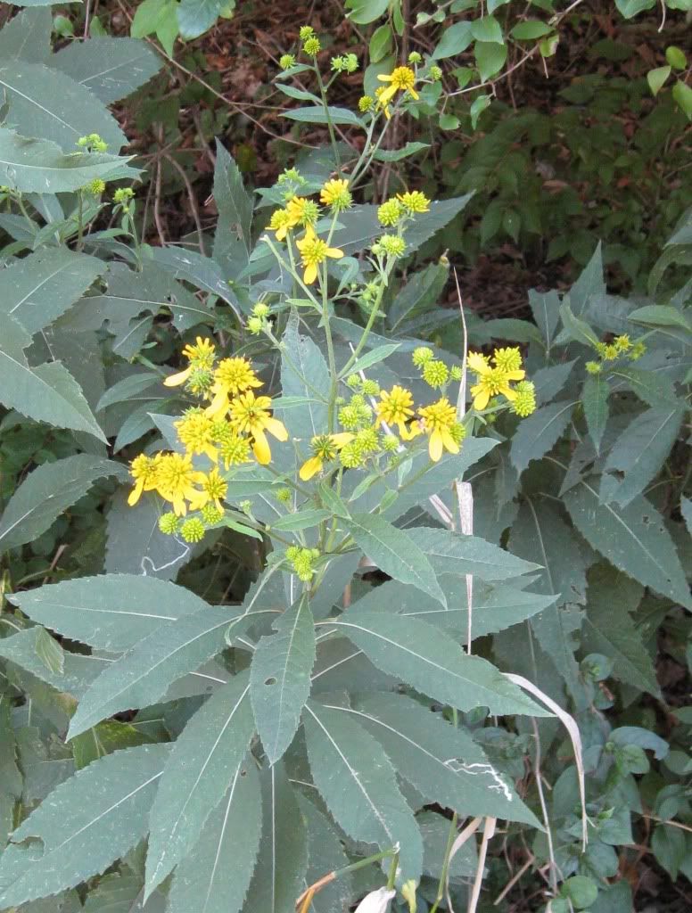 Wingstem (yellow ironweed), Wingstem blooming in central Iowa, August 2012