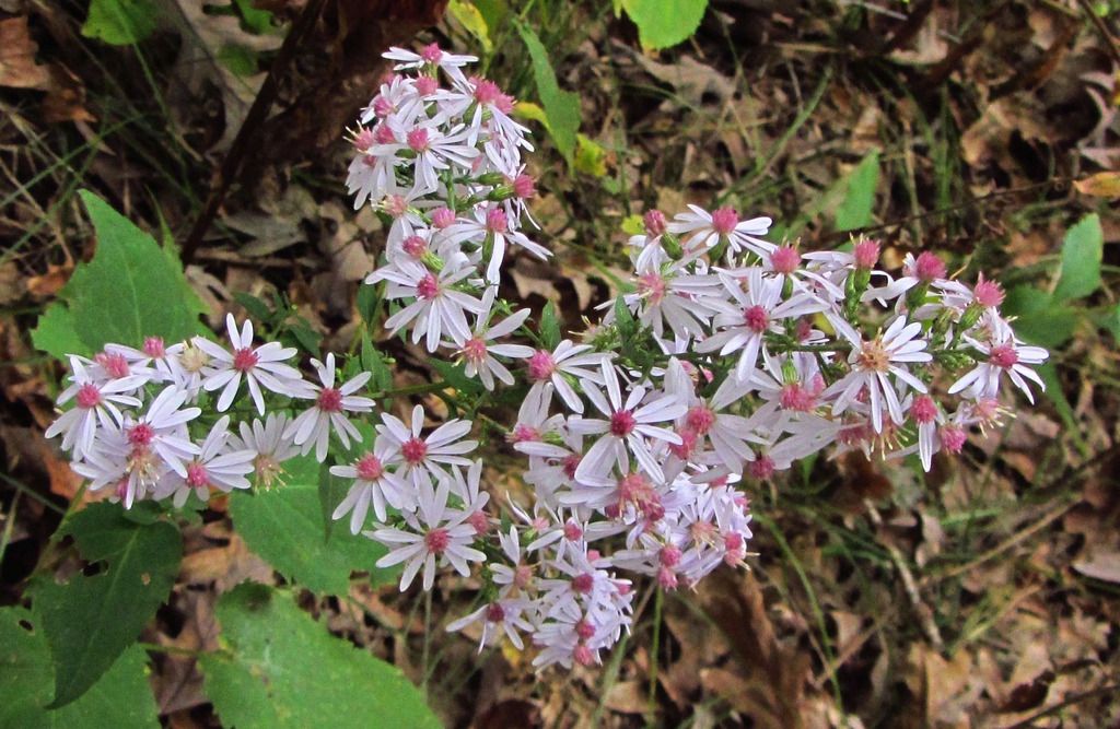 Blue wood aster 1 photo woodlandblueasterhorizontal4_zpsduxoklzz.jpg