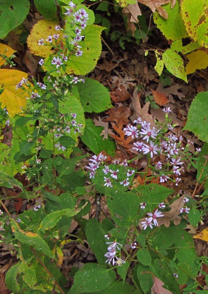 Blue wood aster opening photo woodlandblueasteropening_zpsnyc1xjpf.jpg