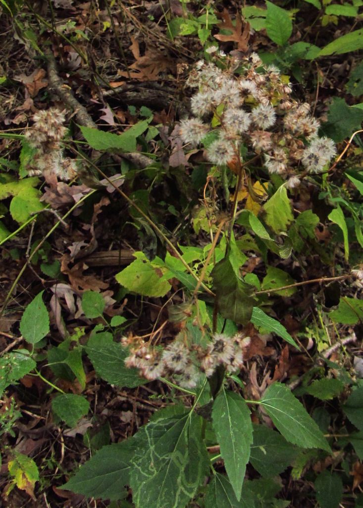 Blue wood aster seeds 2 photo woodlandblueasterseeds2_zpsckchi1gj.jpg