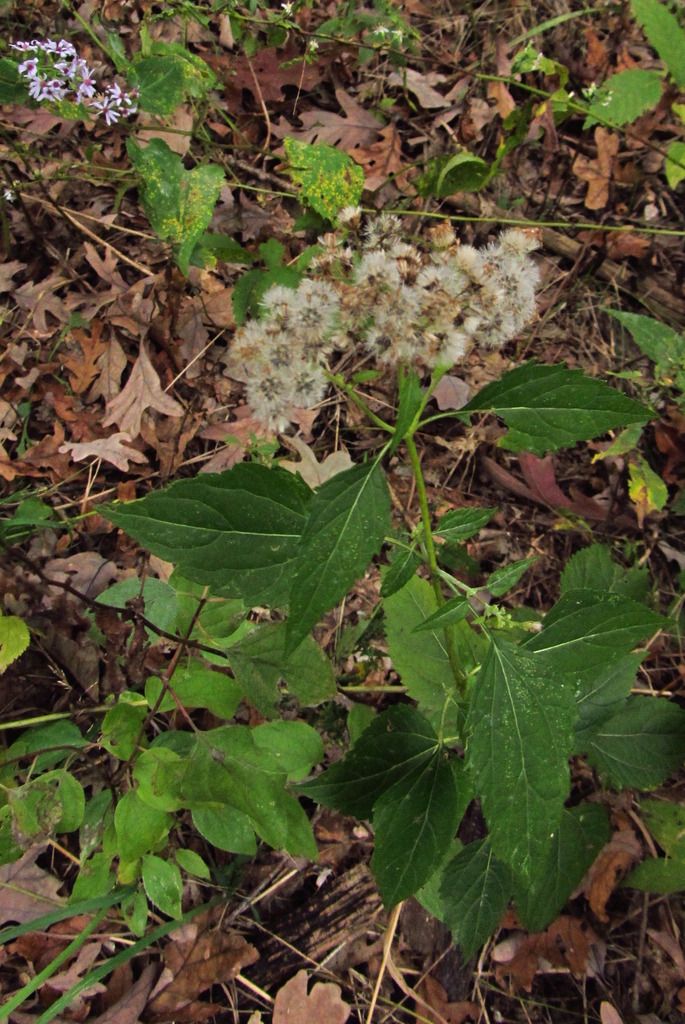 Blue wood aster seeds photo woodlandblueasterseeds_zpsdjdwqrle.jpg