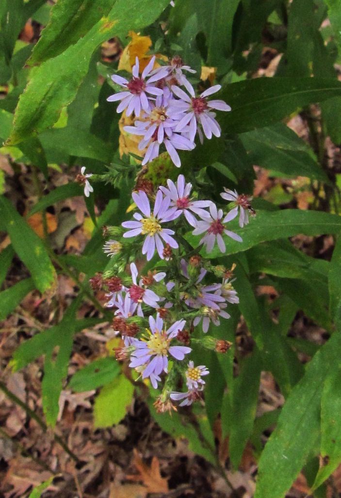 Blue wood aster close photo woodlandblueastersmall3_zpsyv7gtpoa.jpg