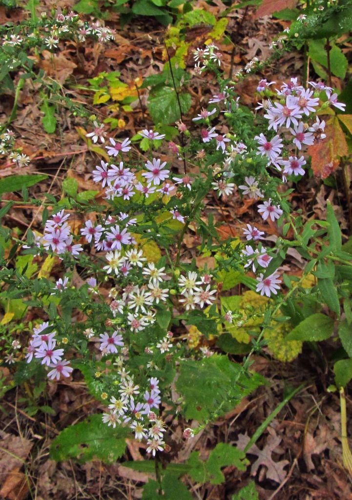 Blue wood aster with calico aster photo woodlandbluewithcalicoaster_zpsazkgbxdw.jpg