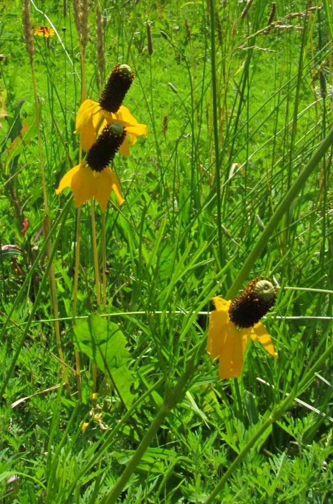  photo yellowconeflowers3_zps66b1734d.jpg