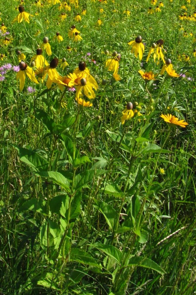 Yellow or gray-headed coneflowers photo yellowconeflowersclose_zps5755f067.jpg