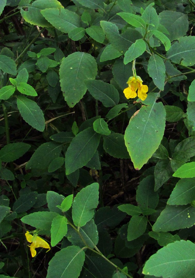 yellow jewelweed flowers photo yellowjewelweed2_zpsg2b02pb4.jpg