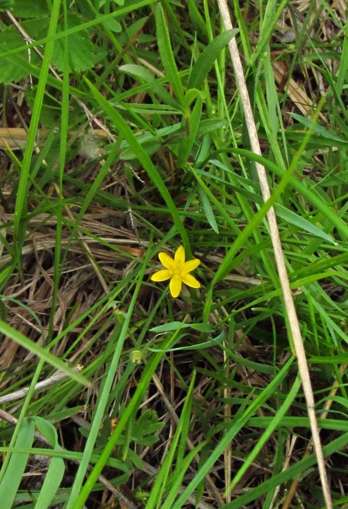  photo yellowstargrass3_zpsuvhmkgup.jpg