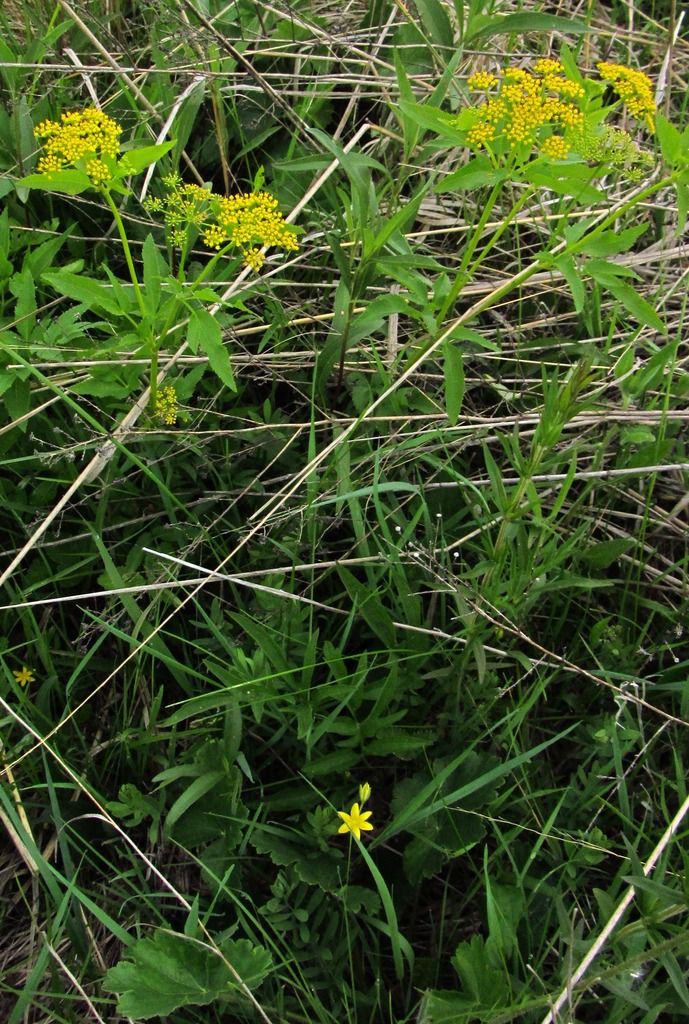  photo yellowstargrassGoldenAlexanders_zpskzvngifu.jpg