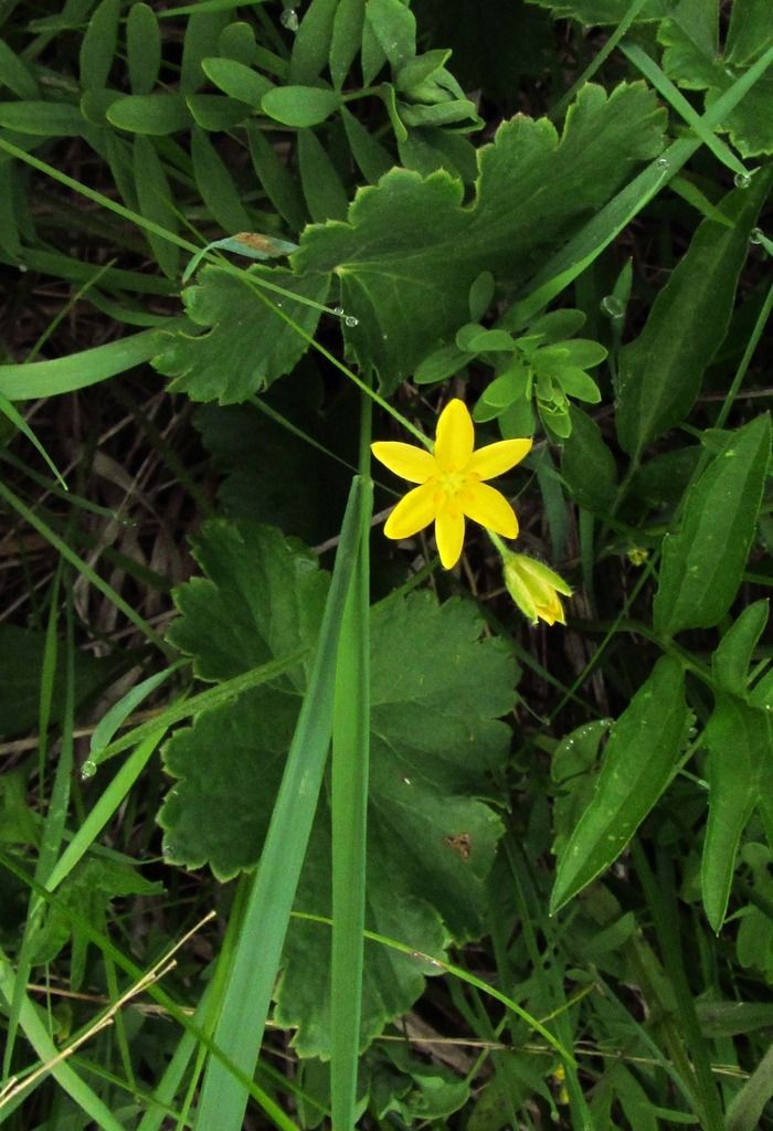 yellow star grass 3 photo yellowstargrassclose_zpsdejqnokb.jpg