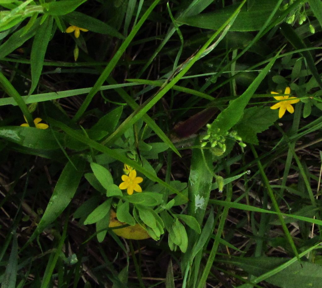 yellow star grass 7 photo yellowstargrasshiding2_zpsni0o7cmh.jpg