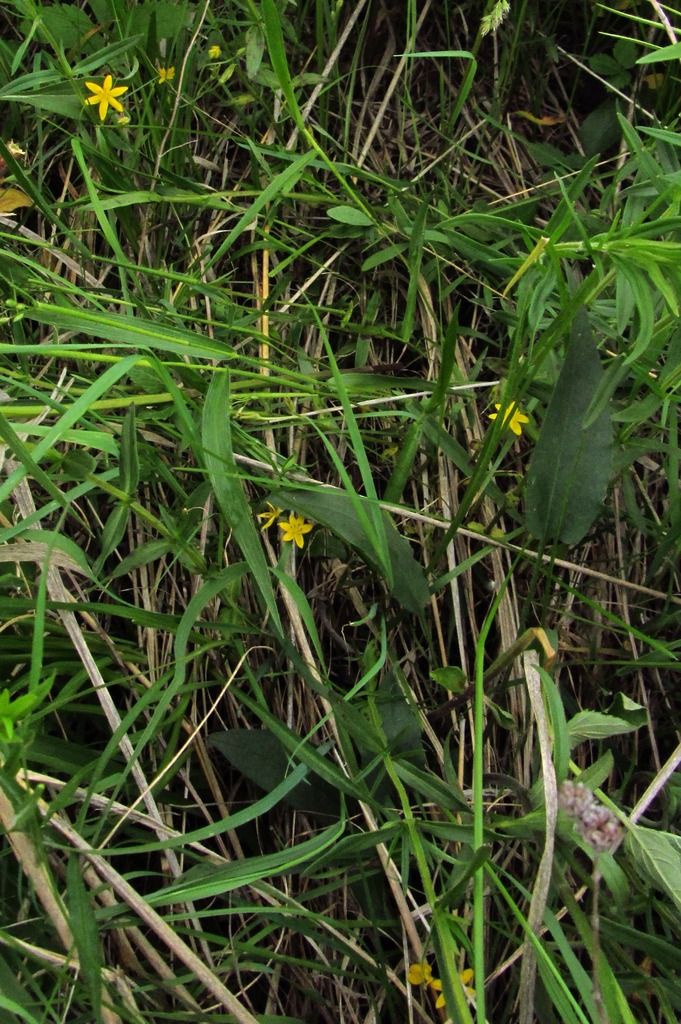 yellow star grass 6 photo yellowstargrasshiding6_zpsrkxwmqse.jpg