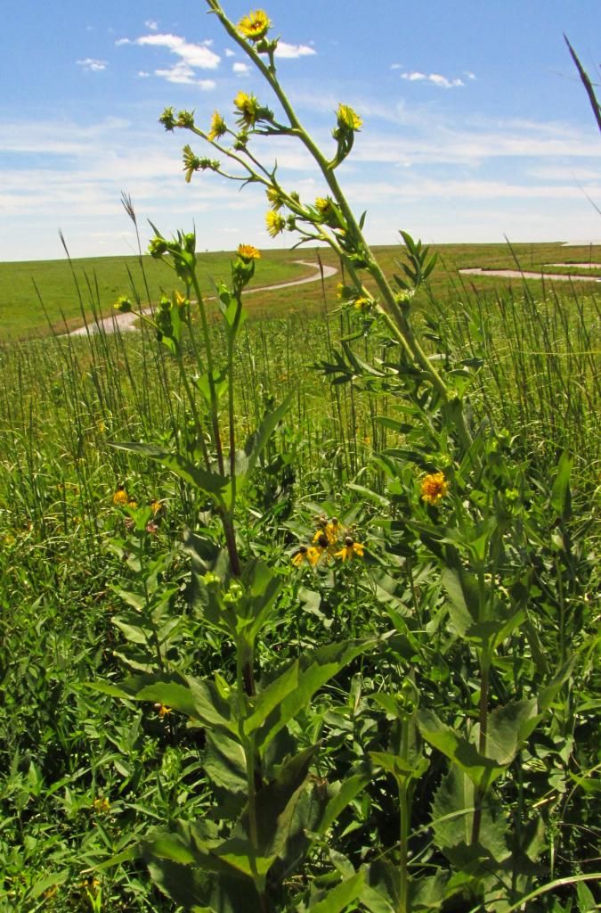 yellow trio summer wildflowers photo yellowtrionealsmith_zps1c9b4a8b.jpg